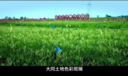 青草草在线视频,带你领略青春活力与动感魅力